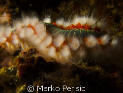A closer look at a Fire Worm (hermodice carunculata) by Marko Perisic 